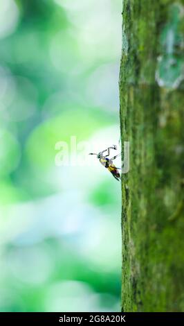 Bumble Bee sur arbre avec fond vert et bokeh. Banque D'Images