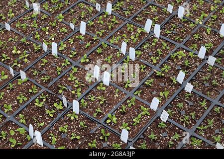 Rangées de semis de fleurs annuelles croissant dans les pots de planteurs Banque D'Images