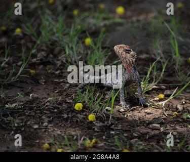 Gros plan d'un lézard de surveillance Bengale dans la nature Banque D'Images