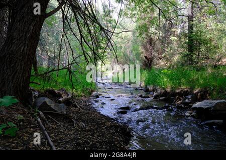 Beaver Brook Trail au Colorado Banque D'Images