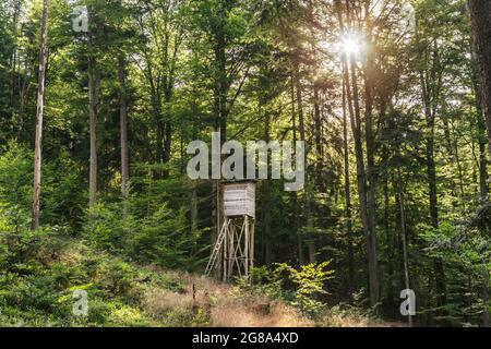 Une cachette surélevée d'un chasseur dans la forêt au coucher du soleil Banque D'Images