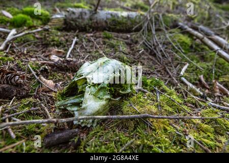 Gros plan d'un crâne dans la forêt Banque D'Images