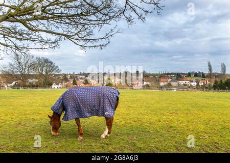 Dunmow, Thaxted, Essex, Royaume-Uni - septembre 2019, UN cheval dans un cap tombe sur une prairie verte avec la toile de fond d'une vieille ville. Banque D'Images