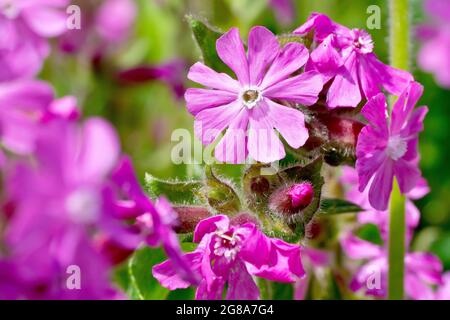 Red Campion (silène dioica), gros plan se concentrant sur une seule tête de fleur de plusieurs. Banque D'Images