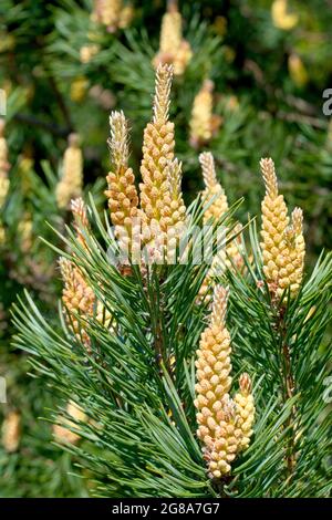 PIN d'Écosse (pinus sylvestris), gros plan montrant un amas de fleurs mâles couvrant la branche d'un arbre. Banque D'Images