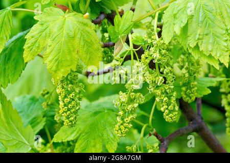 Sycamore (acer pseudoplatanus), gros plan de plusieurs pulvérisations de fleurs suspendues sous les feuilles d'un arbre au printemps. Banque D'Images