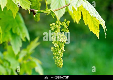 Sycamore (acer pseudoplatanus), gros plan d'un jet de fleurs accrochées à la branche d'un arbre au printemps. Banque D'Images