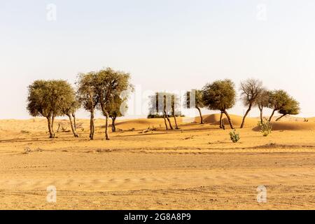 La forêt de l'arbre de Ghaf (Prosopis cineraria) dans un paysage désertique aride. Arbre national des Émirats arabes Unis. Banque D'Images