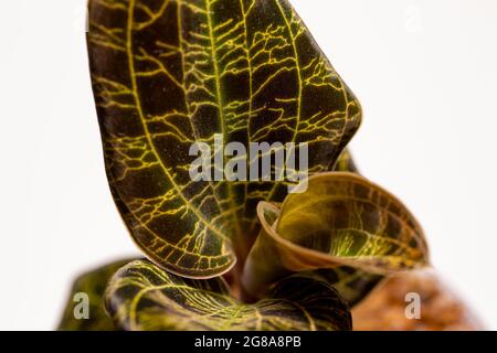 Macro résumé vue d'une orchidée en pot (macodes pétola) maison avec des nervures irisées de feuilles dorées qui ressemblent à la foudre Banque D'Images