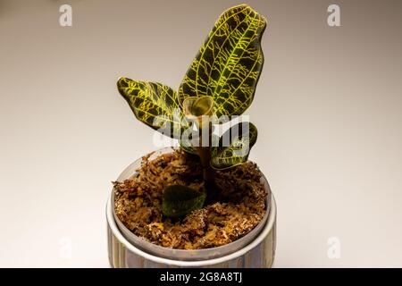 Macro résumé vue d'une orchidée en pot (macodes pétola) maison avec des nervures irisées de feuilles dorées qui ressemblent à la foudre Banque D'Images