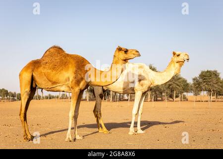 Deux chameaux dromadaires (Camelus dromedarius) se tenant sur le sable dans une ferme désertique, avec forêt de ghaf en arrière-plan, Sharjah, Émirats arabes Unis. Banque D'Images