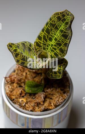 Macro résumé vue d'une orchidée en pot (macodes pétola) maison avec des nervures irisées de feuilles dorées qui ressemblent à la foudre Banque D'Images