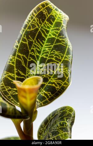 Macro résumé vue d'une orchidée en pot (macodes pétola) maison avec des nervures irisées de feuilles dorées qui ressemblent à la foudre Banque D'Images