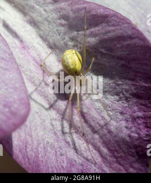 Araignée de Weaver Orb verte sur Clematis rose Banque D'Images