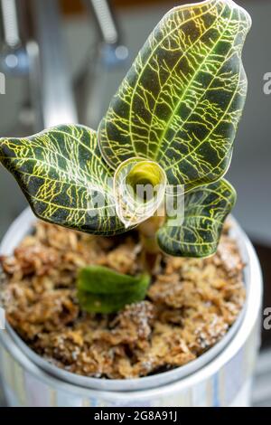 Macro résumé vue d'une orchidée en pot (macodes pétola) maison avec des nervures irisées de feuilles dorées qui ressemblent à la foudre Banque D'Images