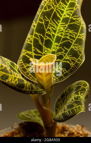 Macro résumé vue d'une orchidée en pot (macodes pétola) maison avec des nervures irisées de feuilles dorées qui ressemblent à la foudre Banque D'Images