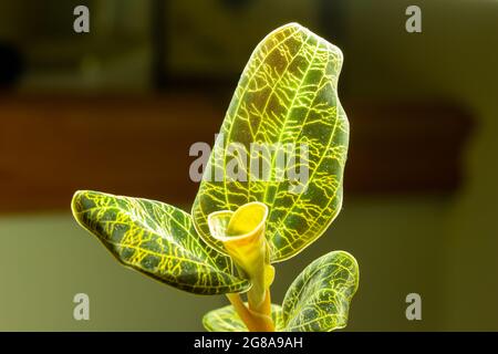 Macro résumé vue d'une orchidée en pot (macodes pétola) maison avec des nervures irisées de feuilles dorées qui ressemblent à la foudre Banque D'Images