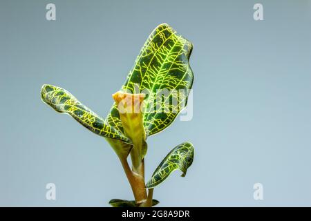 Macro résumé vue d'une orchidée en pot (macodes pétola) maison avec des nervures irisées de feuilles dorées qui ressemblent à la foudre Banque D'Images