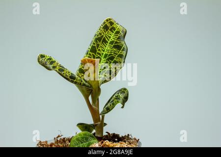 Macro résumé vue d'une orchidée en pot (macodes pétola) maison avec des nervures irisées de feuilles dorées qui ressemblent à la foudre Banque D'Images