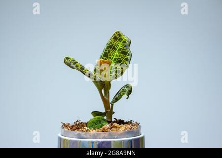 Macro résumé vue d'une orchidée en pot (macodes pétola) maison avec des nervures irisées de feuilles dorées qui ressemblent à la foudre Banque D'Images