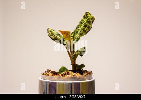 Macro résumé vue d'une orchidée en pot (macodes pétola) maison avec des nervures irisées de feuilles dorées qui ressemblent à la foudre Banque D'Images