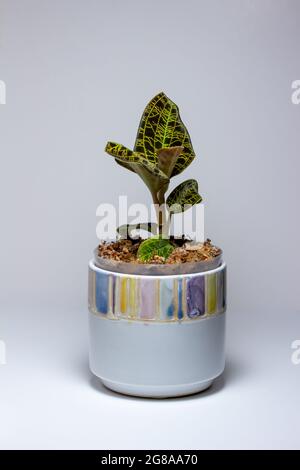 Macro résumé vue d'une orchidée en pot (macodes pétola) maison avec des nervures irisées de feuilles dorées qui ressemblent à la foudre Banque D'Images