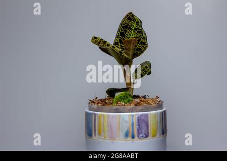 Macro résumé vue d'une orchidée en pot (macodes pétola) maison avec des nervures irisées de feuilles dorées qui ressemblent à la foudre Banque D'Images