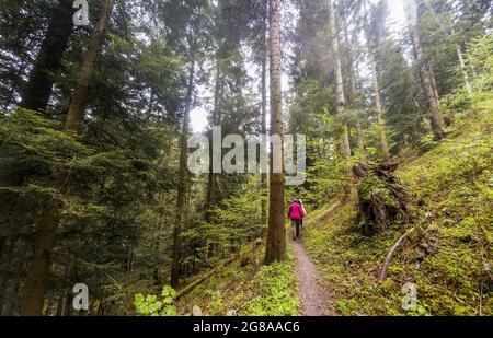 WIELKI Lubon, Pologne - 15 juillet 2021: Des personnes non identifiées randonnée ou trek vers la montagne lubon Wielki à travers la forêt ou les bois avec de grands arbres situés Banque D'Images