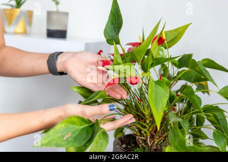 mains de femme examinant des fleurs en pot à la maison Banque D'Images