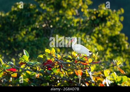 Blanc américain ibis - Eudocimus albus oiseau blanc avec bec rouge et pattes de la famille des Threskiornithidae, de Virginie via la côte du Golfe des Etats-Unis Banque D'Images
