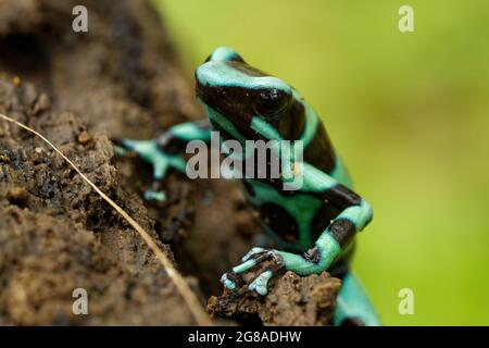 Dendrobates auratus - Grenouille verte et noire de dart également grenouille verte et noire de flèche de poison et grenouille verte de poison, couleur vert menthe vif, hig Banque D'Images