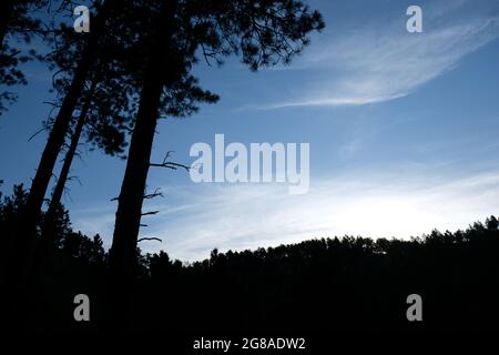Pins détourés contre un ciel bleu, Center Lake, Custer State Park, Black Hills, Dakota du Sud, ÉTATS-UNIS. Banque D'Images