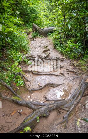 Végétation luxuriante le long du sentier de montagne jusqu'aux chutes d'Helton Creek après une pluie d'été dans la forêt nationale de Chattahoochee près de Blairsville, Géorgie. (ÉTATS-UNIS) Banque D'Images