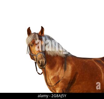 Portrait d'un cheval avec une légère manie sur un fond blanc Banque D'Images