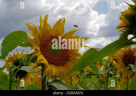 Tournesol en fleur avec un champ de tournesol sur le fond. Une abeille vole de fleur à fleur. Banque D'Images