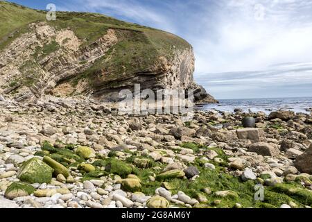 Pondfield Cove, Worborrow Bay, Jurassic Coast, Dorset, Royaume-Uni Banque D'Images