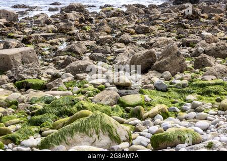 Pondfield Cove, Worborrow Bay, Jurassic Coast, Dorset, Royaume-Uni Banque D'Images