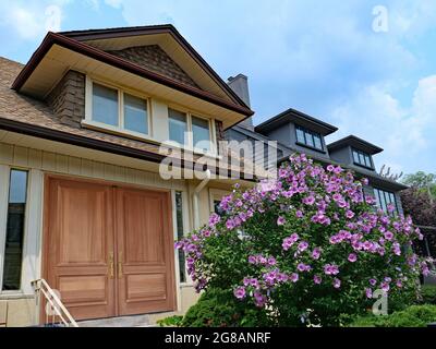 Jardin en été avec belle rose pourpre de Sharon Bush et maison avec élégante double porte en bois Banque D'Images
