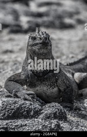 Galapagos Marine Iguana - Iguanas se réchauffant au soleil sur l'île Fernadina Banque D'Images