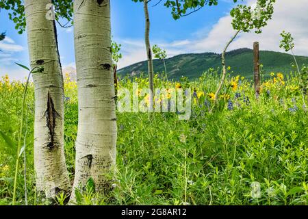 Les fleurs sauvages fleurissent dans la forêt nationale de Gunnison à Crested Butte, Colorado, États-Unis Banque D'Images