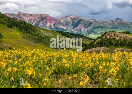 Les fleurs sauvages fleurissent dans la forêt nationale de Gunnison à Crested Butte, Colorado, États-Unis Banque D'Images