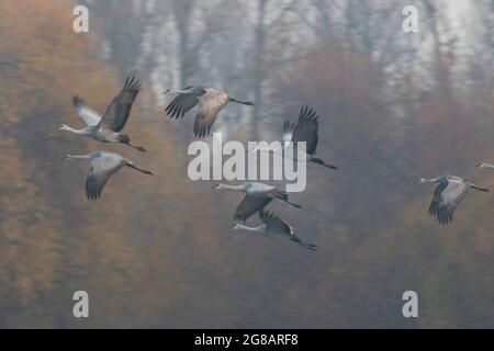 Les grues du Canada, Antigone canadensis, quittent une zone de roosting de terres humides riveraines de la vallée de San Joaquin, en Californie, à l'aube. Banque D'Images