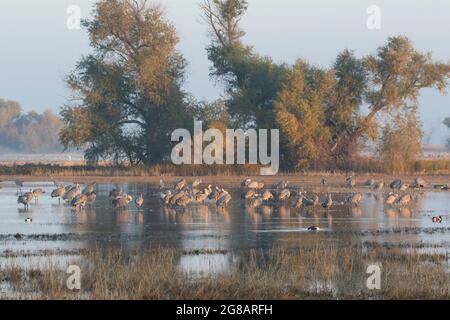 Grues du Canada, Antigone canadensis, dans une zone humide d'hivernage d'eau douce à la réserve naturelle nationale Merced de Californie. Banque D'Images