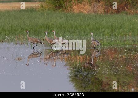 Un troupeau de grues du petit sandhill adultes, Antigone canadensis, s'est enfourré dans un marais peu profond rempli de plumes, au NWR Merced de Californie. Banque D'Images