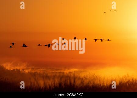 Les grues inférieures, Antigone canadensis, survolent un brouillard de sol montant à Merced NWR à l'aube froide dans la vallée de San Joaquin en Californie. Banque D'Images