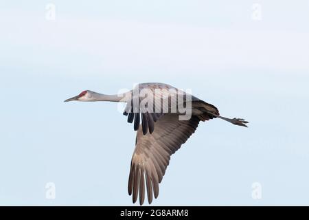 Une grue blanche adulte, Antigone canadensis, en vol au-dessus d'une zone d'hivernage de la vallée de San Joaquin, en Californie. Banque D'Images