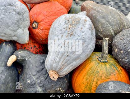 Superbes citrouilles et courges d'hiver à vendre dans une ferme locale. Gros plan. Banque D'Images