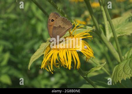 Inula helenium, elecampane aussi appelé cheval-guérir ou elfdock, l'espèce végétale de la famille des Asteraceae de tournesol. Prairie Brown, maniola jurtina, mais Banque D'Images