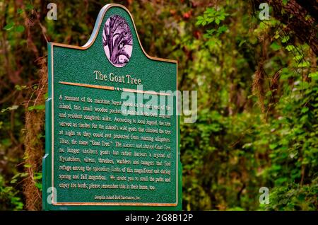 Un marqueur historique raconte l'histoire de la Goat Tree Reserve, une ancienne forêt maritime où les chèvres sauvages vivaient autrefois à Dauphin Island, en Alabama. Banque D'Images