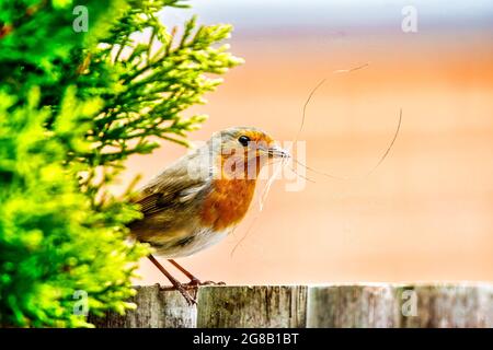Un petit oiseau sur un tronc avec des fleurs vertes Banque D'Images